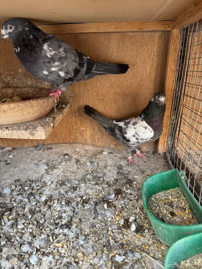 جوزين تيدي شينا 4