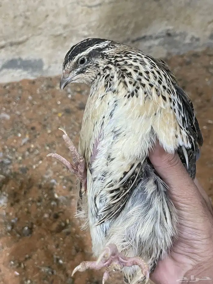 بيض سمان هجين تكساس 2