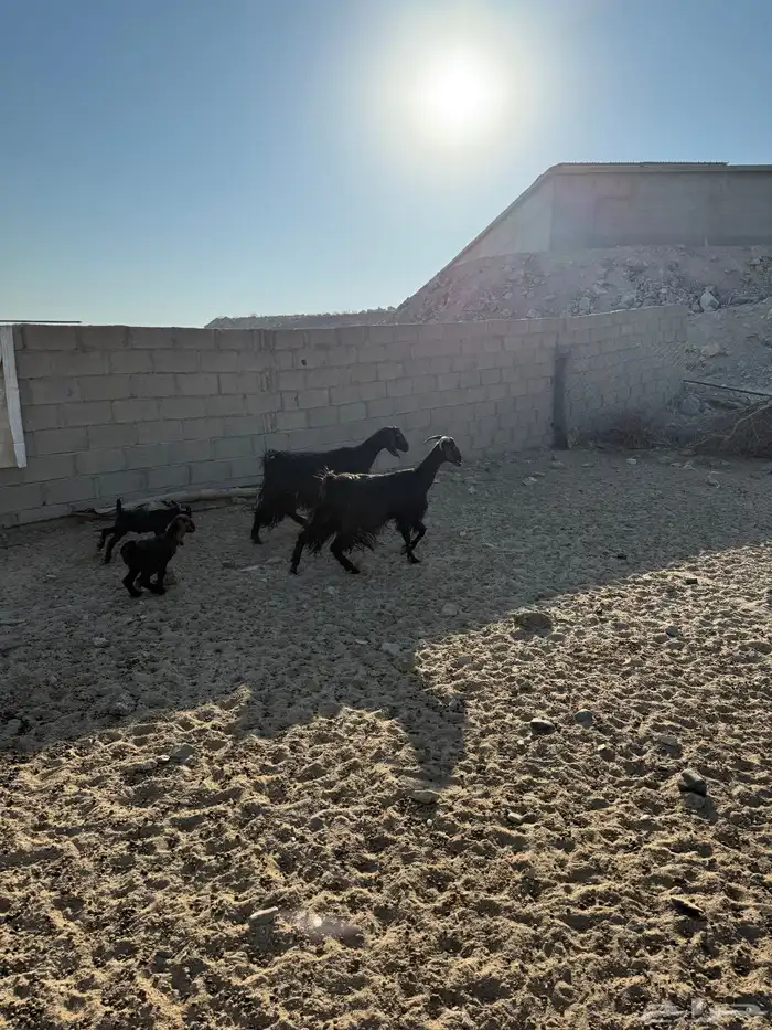 للبيع معزا وليد 1