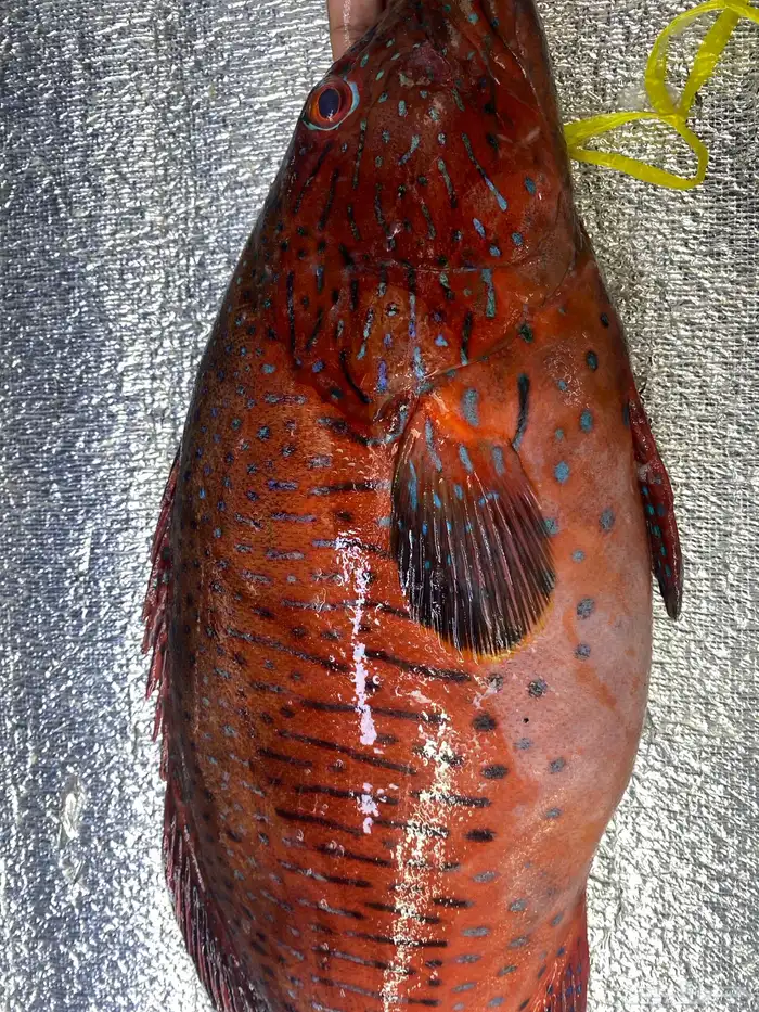 اسماك طازجة يوميا 2