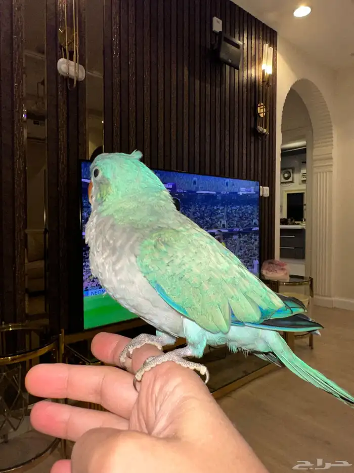 كويكر ازرق الراهب اليف متكلم 2