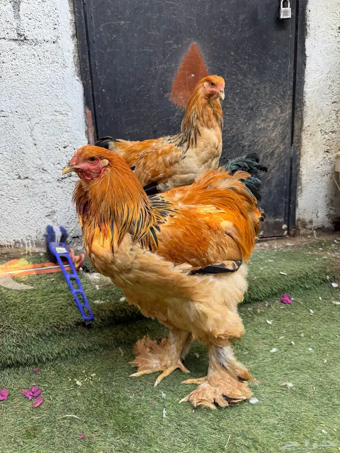 ديكين براهما 6