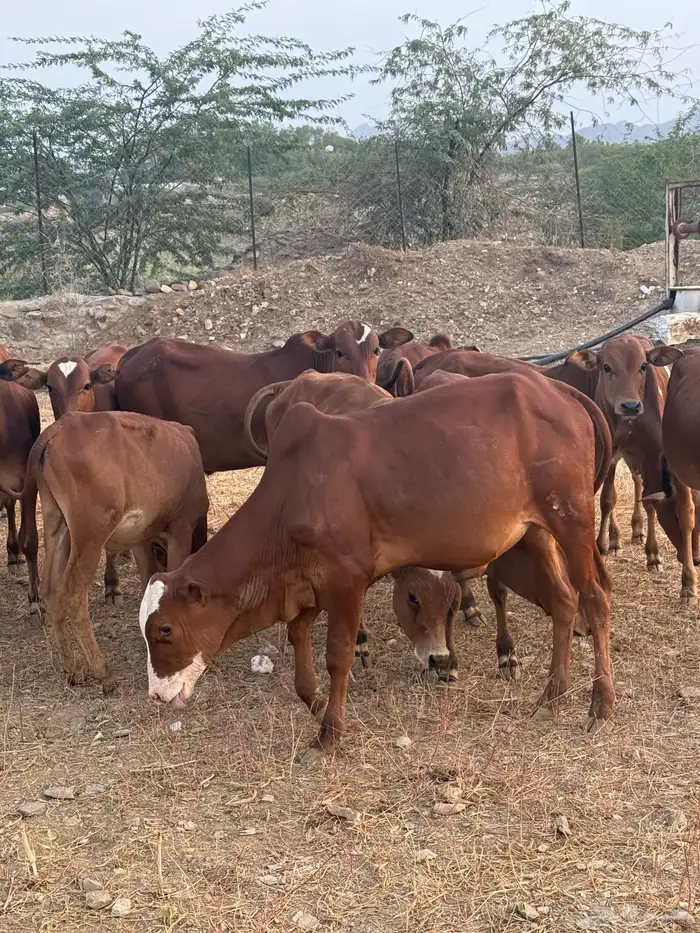 حسلان للبيع الموقع محايل عسير 0