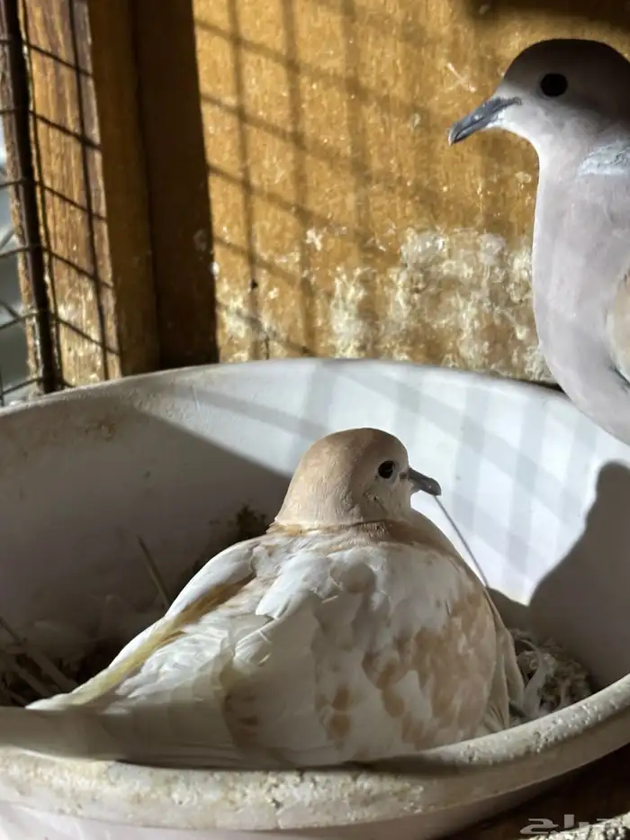 للبيع حمام يمام 0