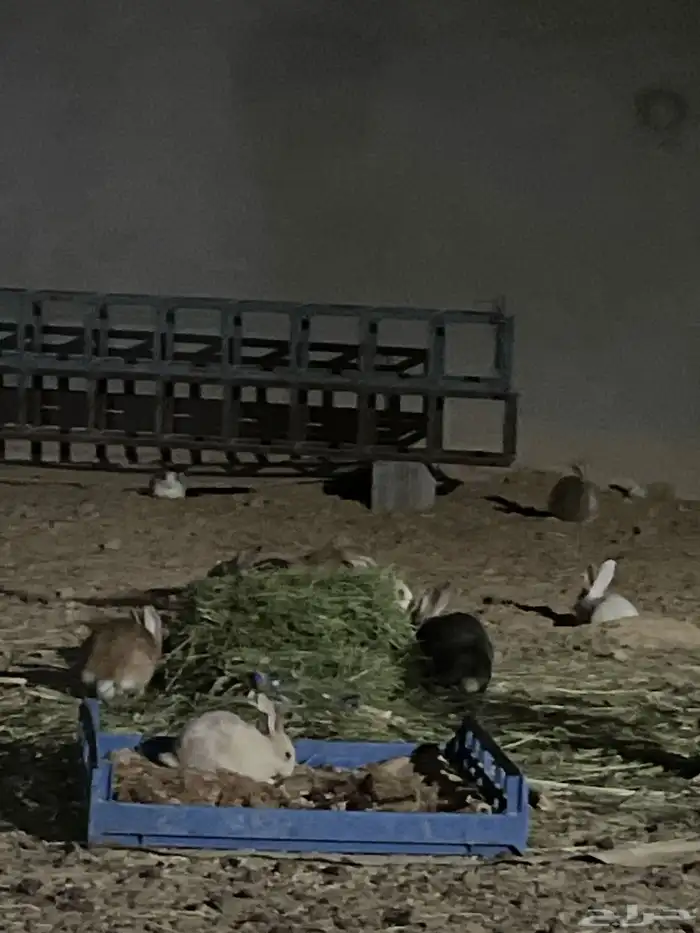 أرانب بلدي منتج مقاس كبير 3