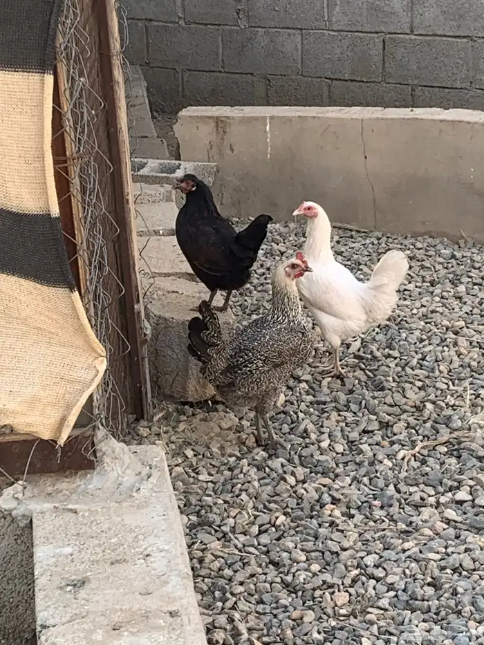 للبيع دجاج بلدي 1