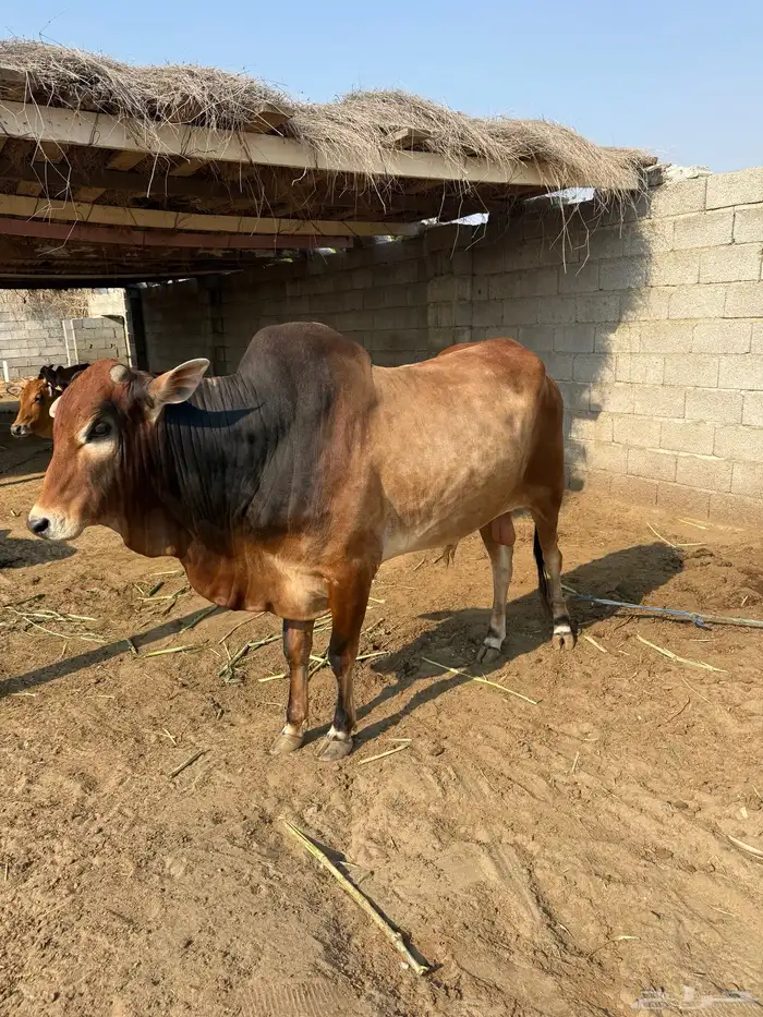 ثور فحل بلدي 3