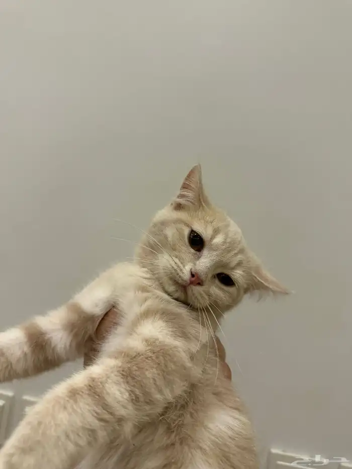 قطط للتبني الرياض 0