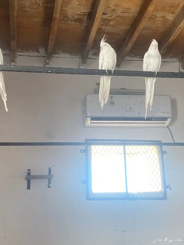 زواج كروان منتج 2