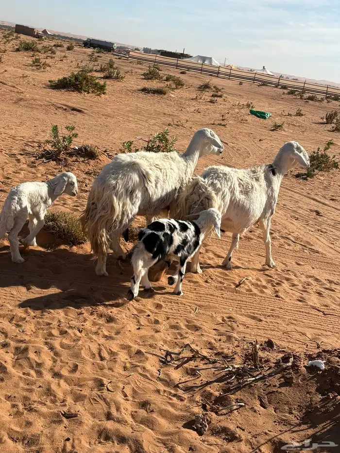 حريات خلافات 0