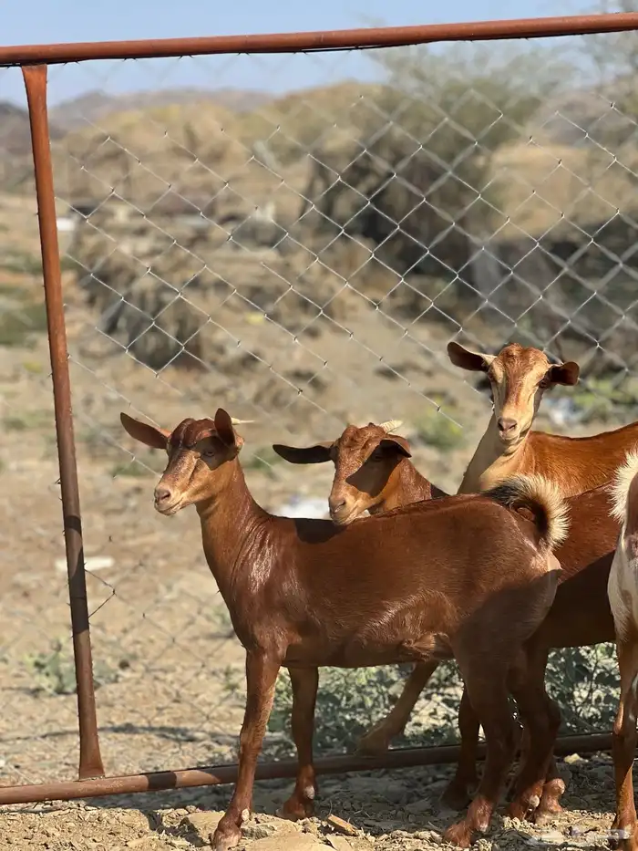 جفار دهم تأسيس مراح 4