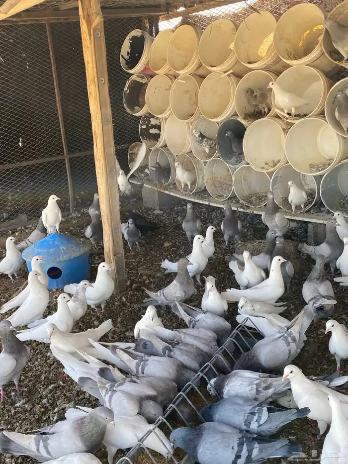 حمام سلفر وزاجل 6