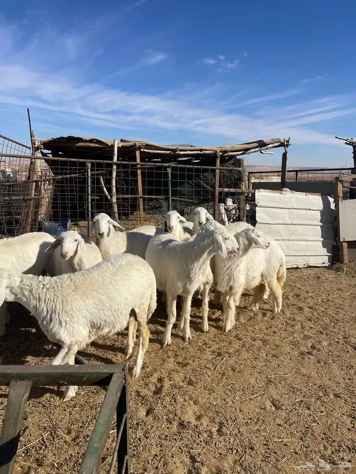 تم البيع رخال حرش مراح واحد صنف 11