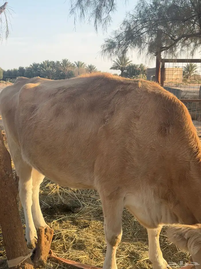 للبيع بقرتين شرط 3