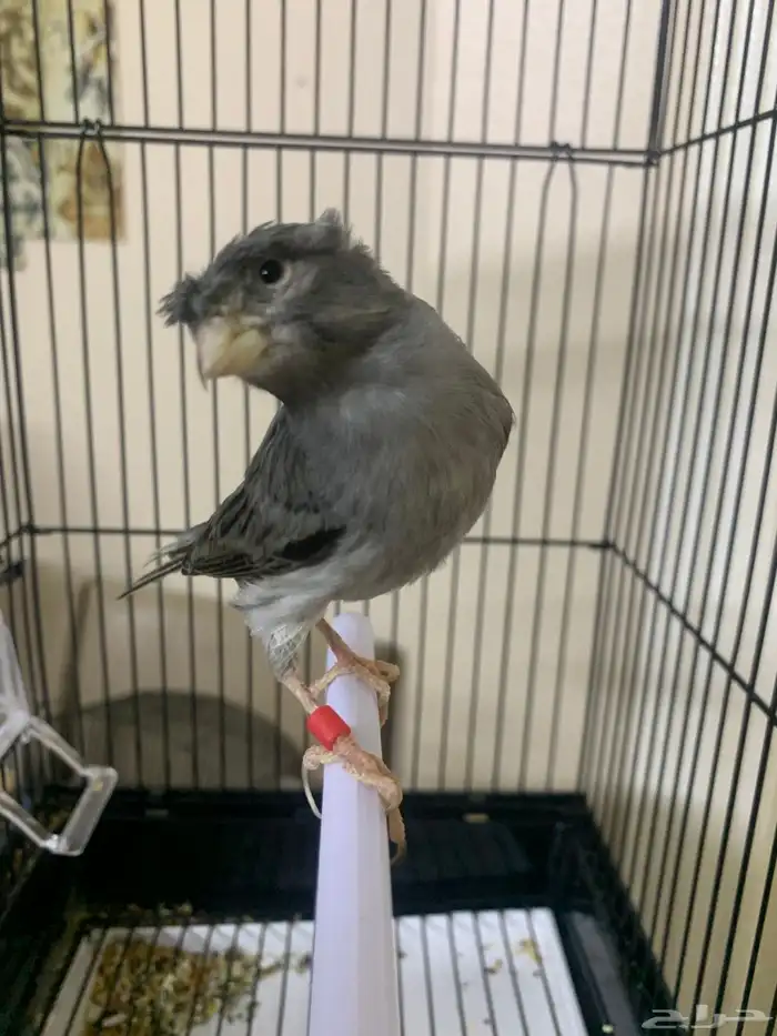 كناري تغريد 2