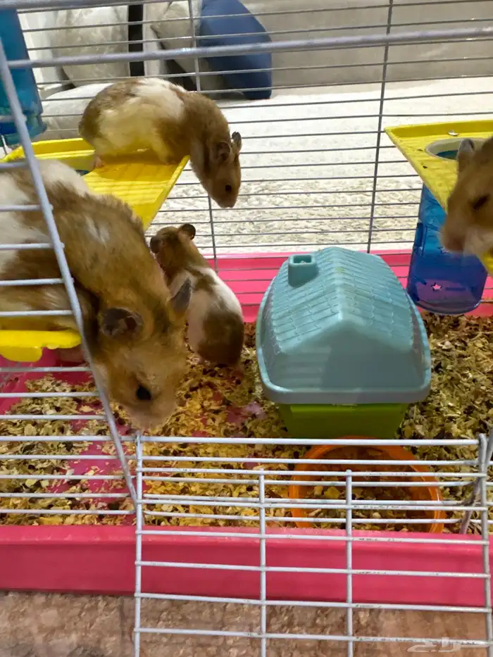 هامستر للبيع 0