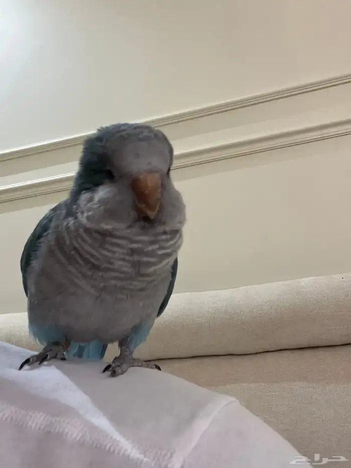 جوز بغبغاء كويكر للبيع الأنثى والفه الذكر يبي له شوي شبه و 2