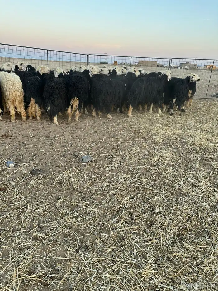 نجد مولده ودفيع 3