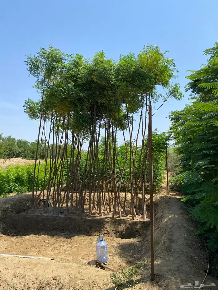 يتوفر شتلات بالجمله فقط 23