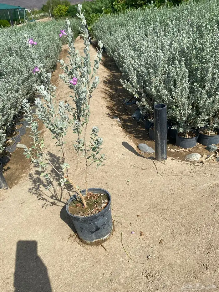 يتوفر شتلات بالجمله فقط 26