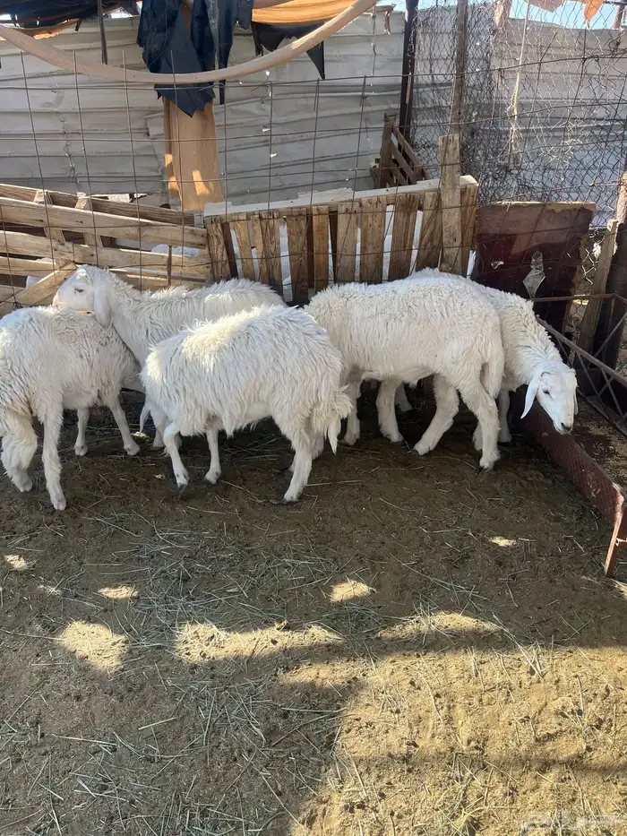 طليان ورخال 0