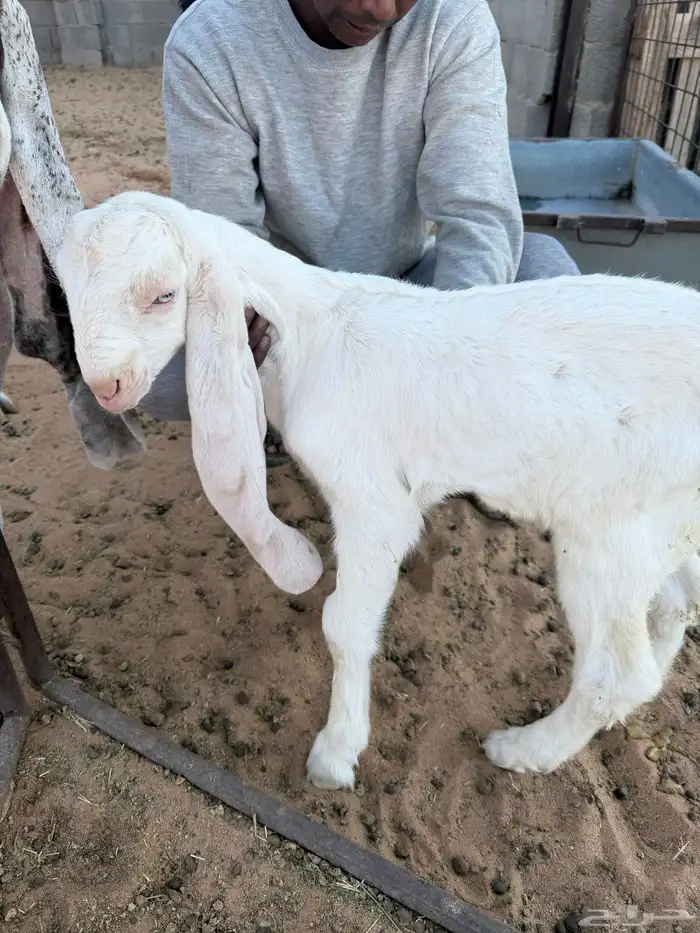 عنز هولنديه طيبه 3