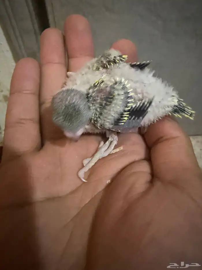 فروخ بادجي للبيع 13