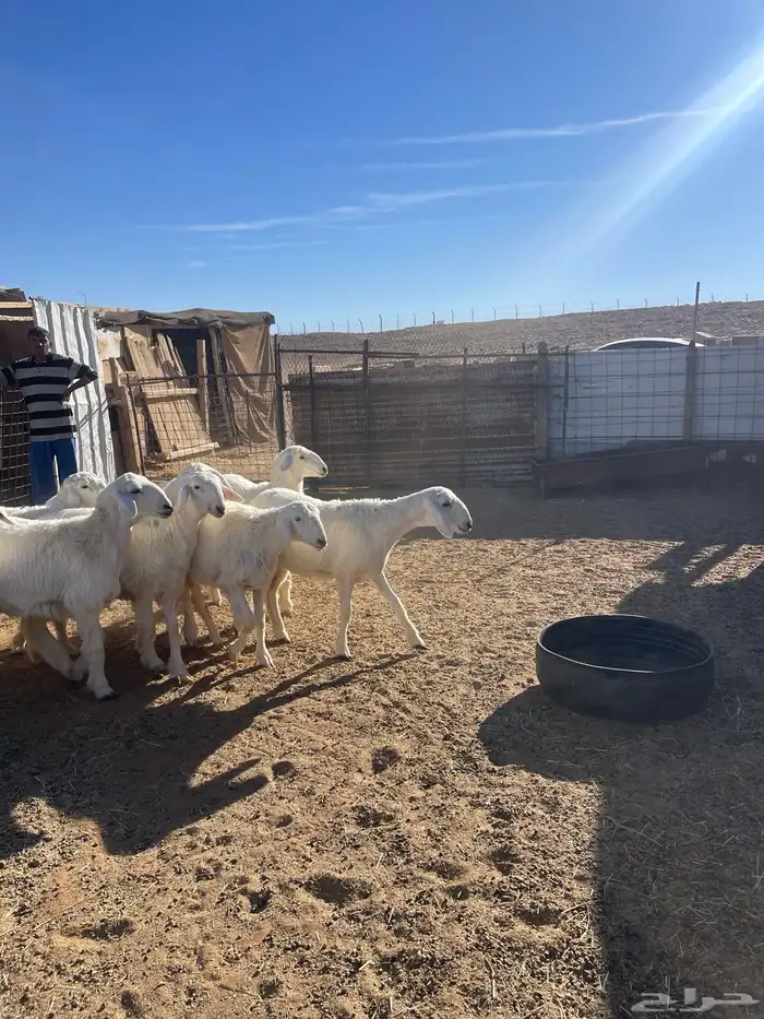 تم البيع رخال حرش مراح واحد صنف 8