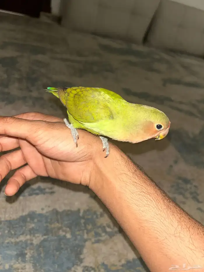 أنثى روز الليفه 0