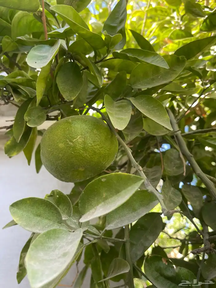 أشجار برتقال مثمرة 3