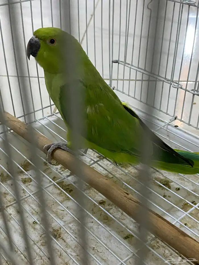 انثى درة جاهزة للانتاج 2