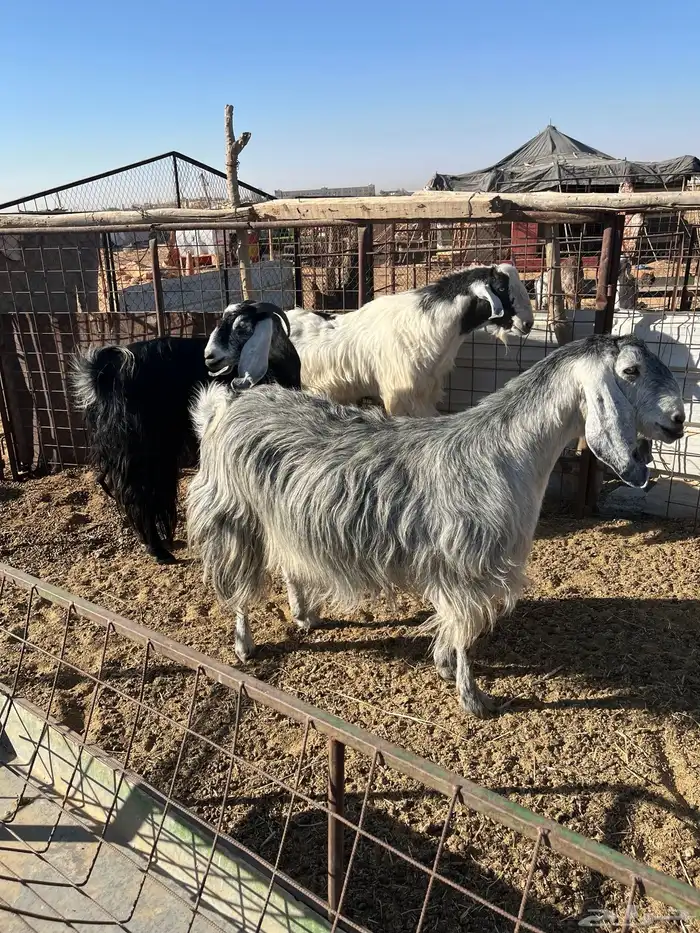 للبيع معزة طيبة التيس سن رباع 2