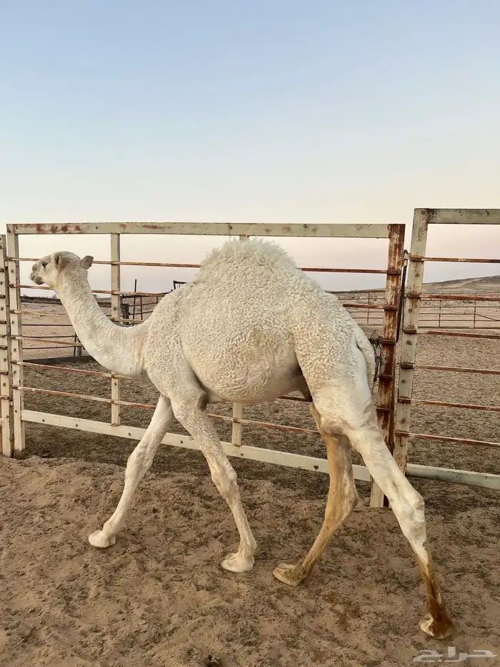 قعدان طايشه 0