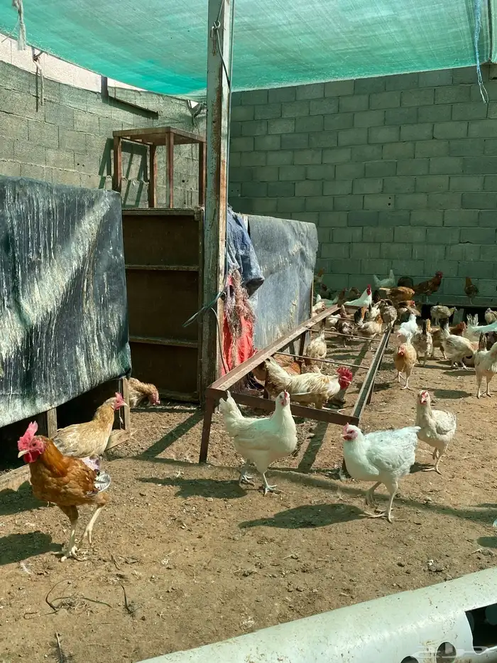للبيع دجاج بلدي عمر ثمان شهور 2