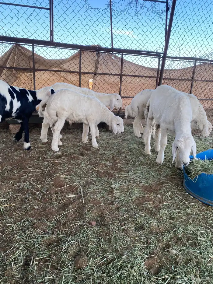 للبيع بهم حري 0