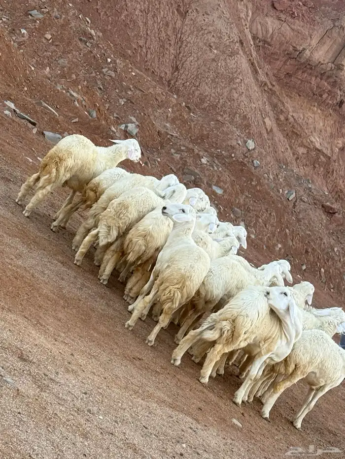 غنم حري تربيه خاصه 19 راس علف بلدي هاوي 0