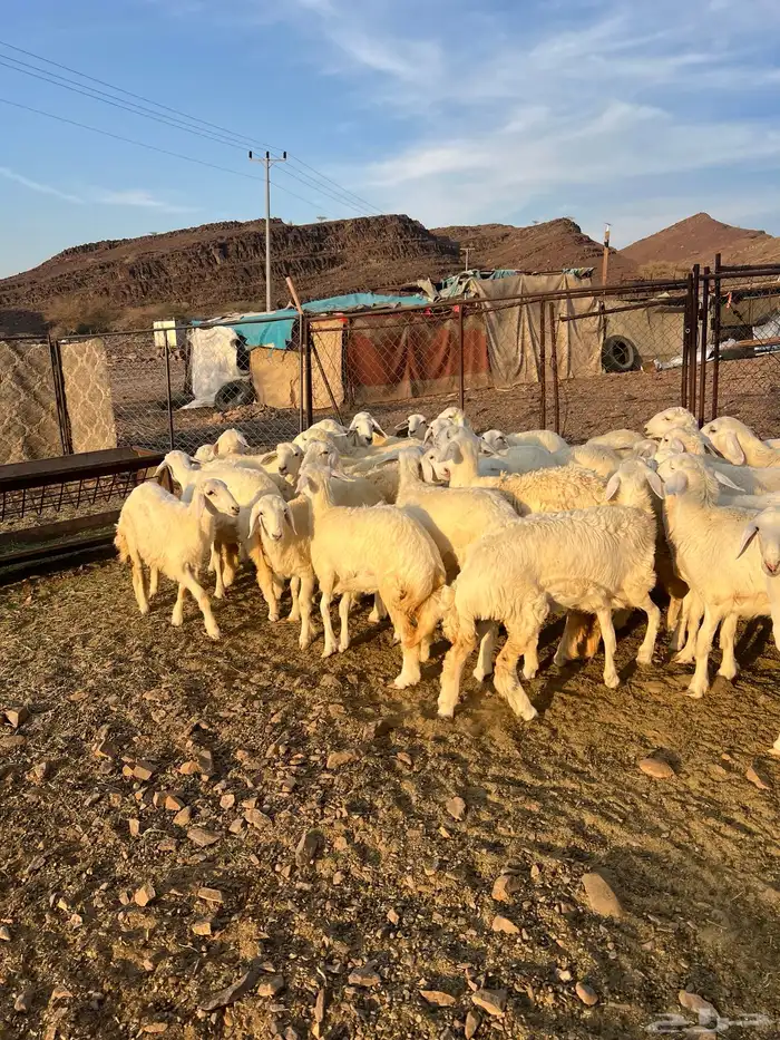 رخال حريات فاخرة مقنوي 2