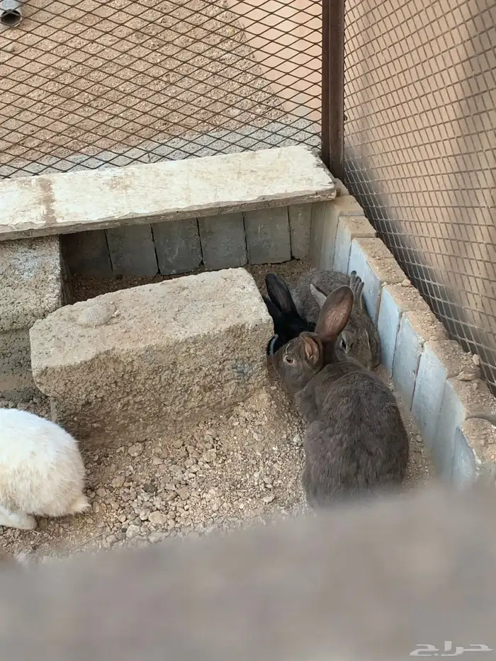 للبيع ارانب منتجات 1