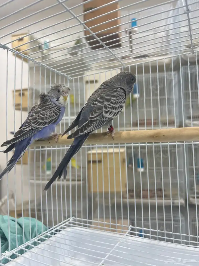 بلاك فيس سبلت هوقو 8