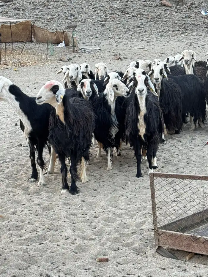 غنم نجد للبيع 12