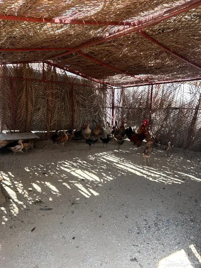 دجاج بلدي ممتاز بصحة ممتازه 0