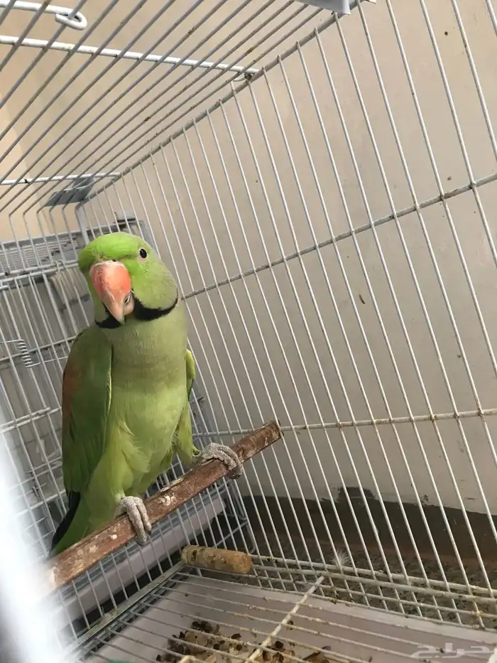 دره نيبالي( تم البيع) 2