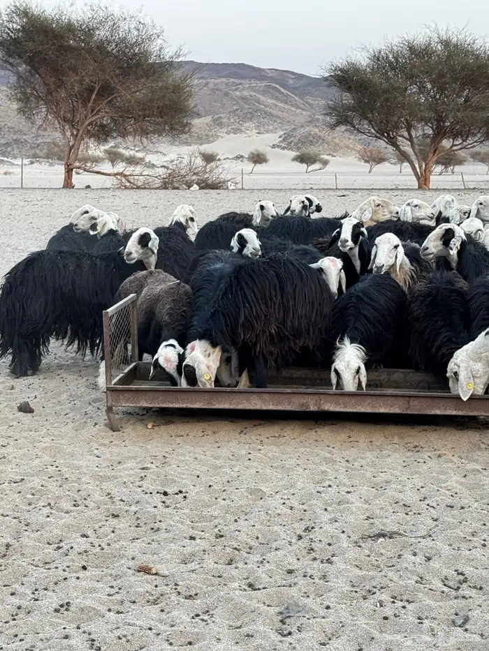 غنم نجد للبيع 6