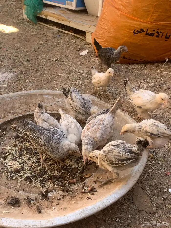 فروخ عمرهم شهرين واكثر شووي 7