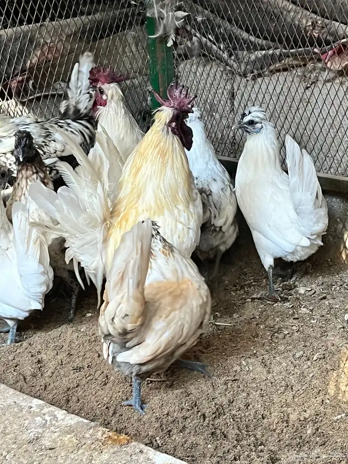 دجاج حبحب قزم 3