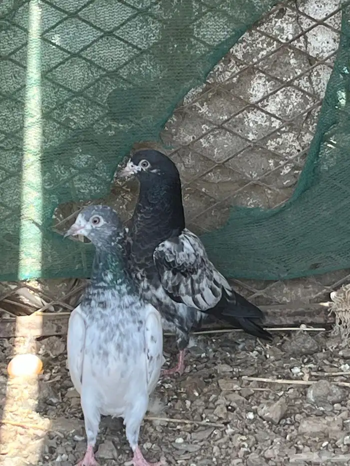 طبات باكستاني بيور 5