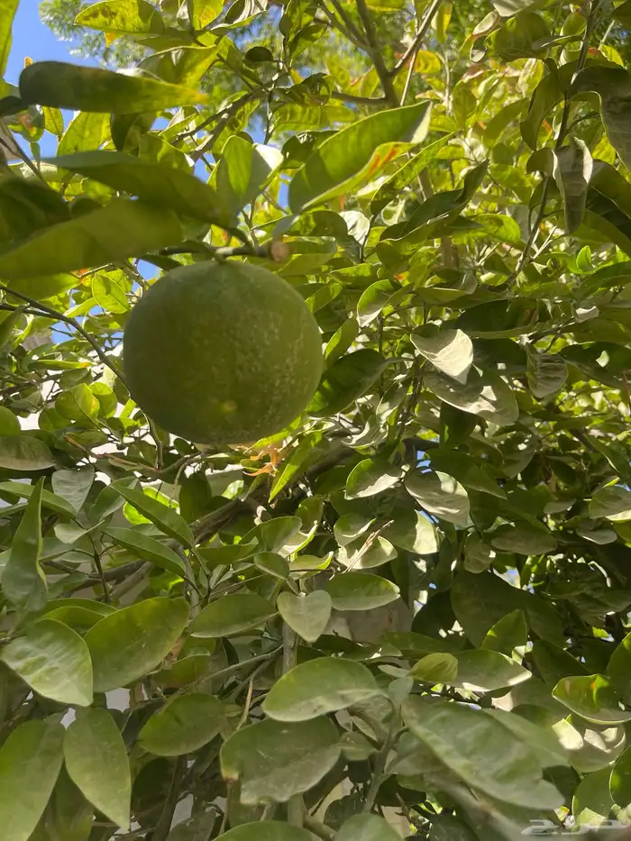 أشجار برتقال مثمرة 6