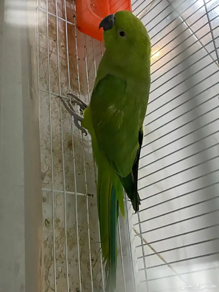 انثى درة جاهزة للانتاج 3