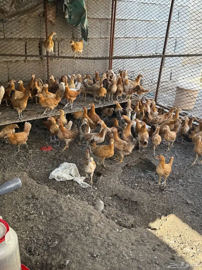 دجاج اناثي 1