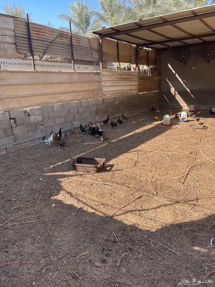 دجاج حساوي وفرنسي مشكل 1